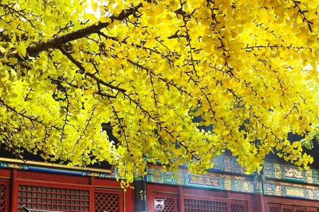 金色瀑布！北京这些千年古银杏正在最佳观赏期！