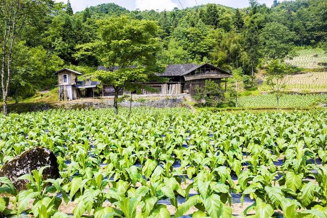 利川云雾山：日月绣岭结仙梁