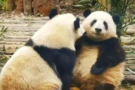 网红大熊猫“和叶”原来是“妹妹”！此前与“花花”的“姐弟”组合深受游客喜爱图片