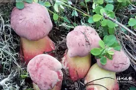 福州女子网购云南见手青：吃了一整盘 看见“小人跳舞”图片