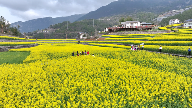 兴山：龙池村千亩油菜花盛放 零碳乡村邀您共赴春日之约