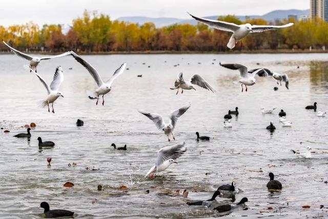 图说定西 | 定西湖畔风景如画