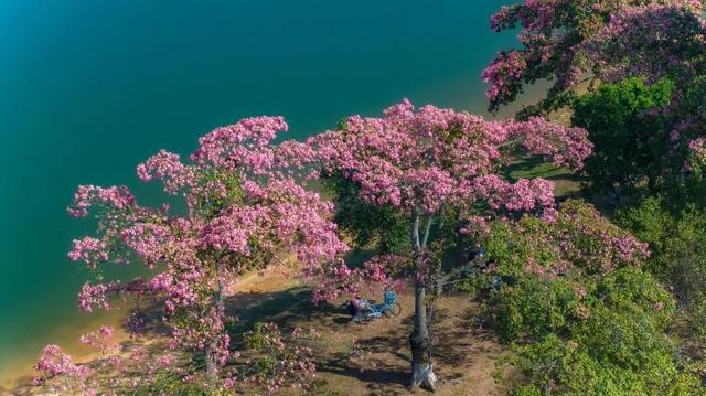 天气正好、花正开，去看粉色的东莞！