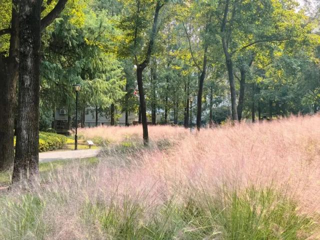 抓住晴天的尾巴！静安限时浪漫秋色，再不去就亏了丨静宝聊天室