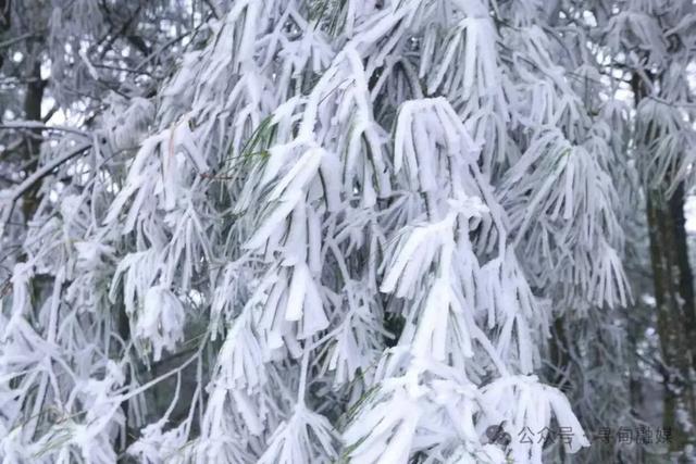 一眼沦陷！寻甸绝美雾凇胜景