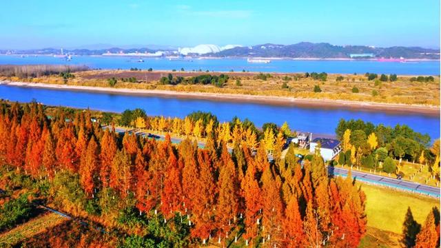 这片“童话森林”，红得如此烂漫！