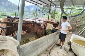 “90后”小伙回乡创业 “叶落归根”重新“生根发芽”图片