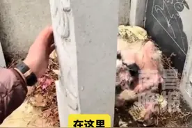 主人去世 狗狗在其墓前守护2年：因为它很忠诚 为它取名忠宝图片