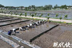 必备技能！近40名农学研究生下田插秧图片