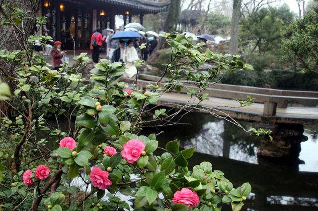 江苏苏州：雨中赏花 别有韵味