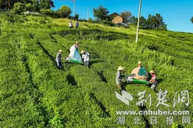 湖北竹山：大宗茶开辟“新赛道”图片