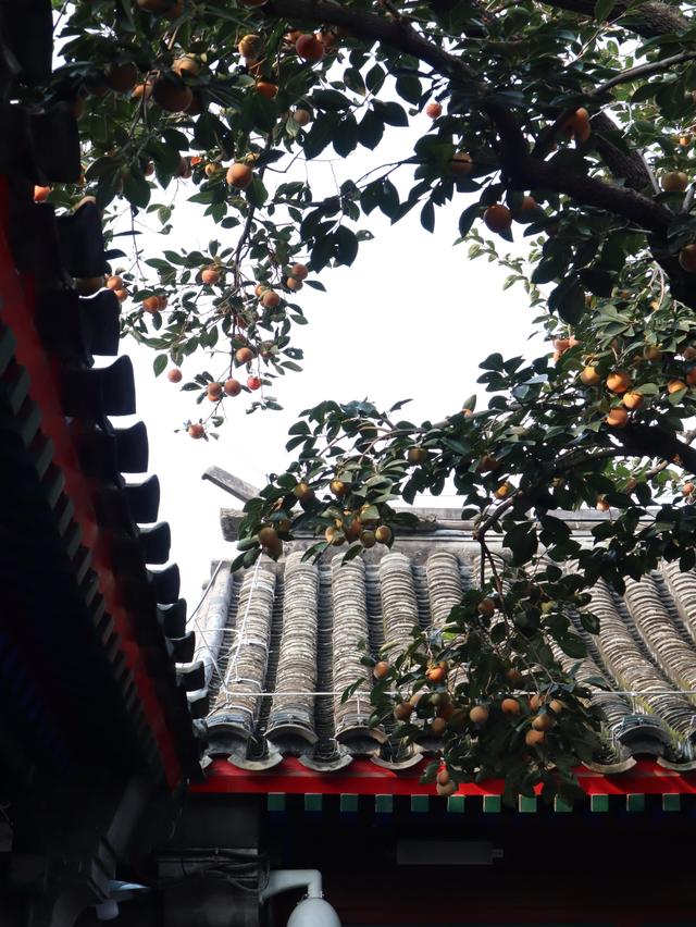 “丹柿小院”硕果累累，老舍纪念馆又到“一票难求”期