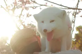“早樱和雪狐适配度太高了！”武汉樱花树下的白狐引围观，主人：它可爱但也会“拆家”图片