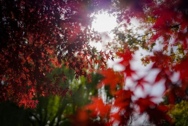 美翻了！南湖，正是红橙黄绿时