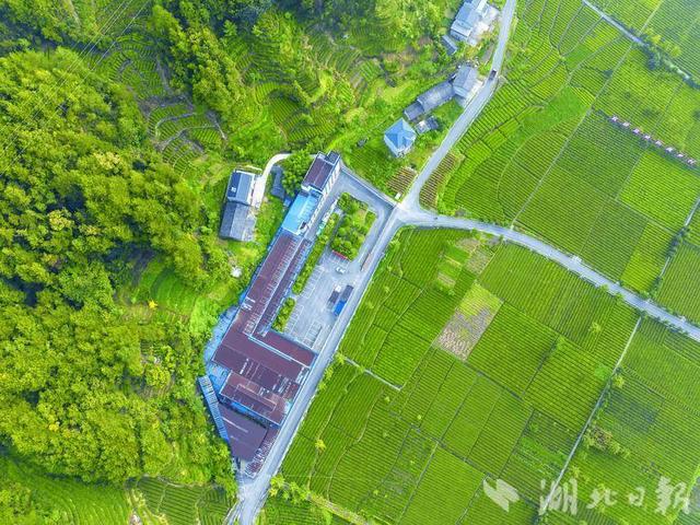 夷陵：清晨薄雾“捉迷藏” 生态茶园好风光
