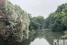 又到夹竹桃花烂漫时（随笔）图片