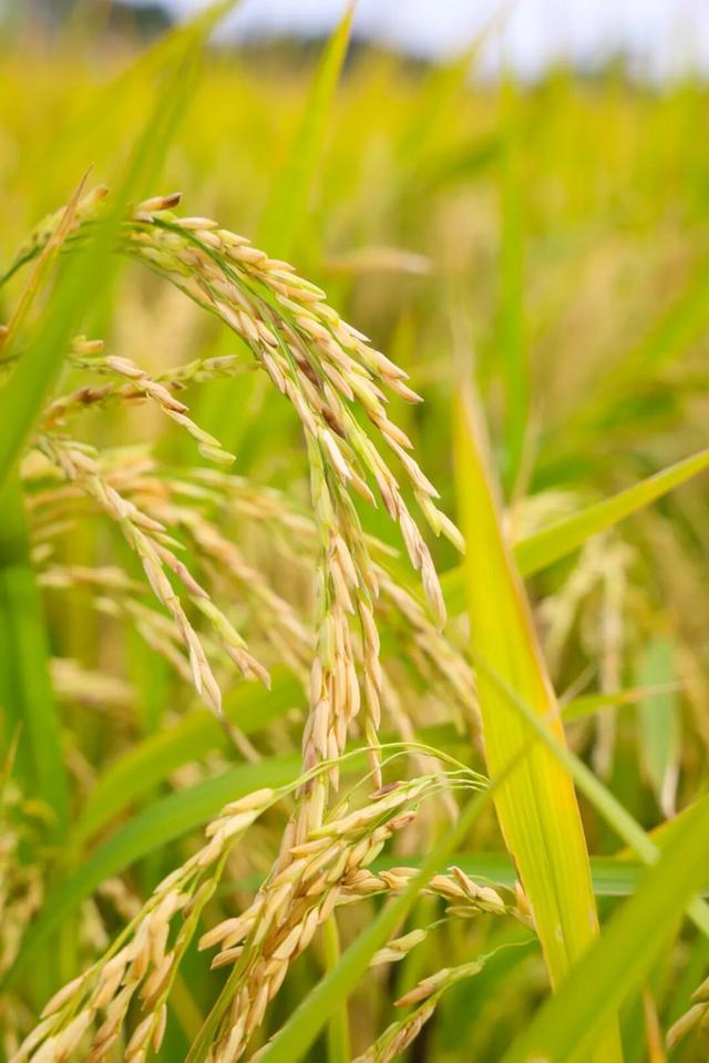 来东莞这片金色稻田，饮啡叹茶！