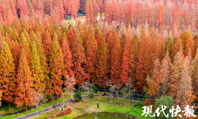 超美超出片！盐城黄海森林的水杉红了