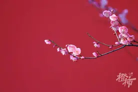 橙友报：玉兰花开啦！这些看玉兰花的地方，都给大家整理好了图片