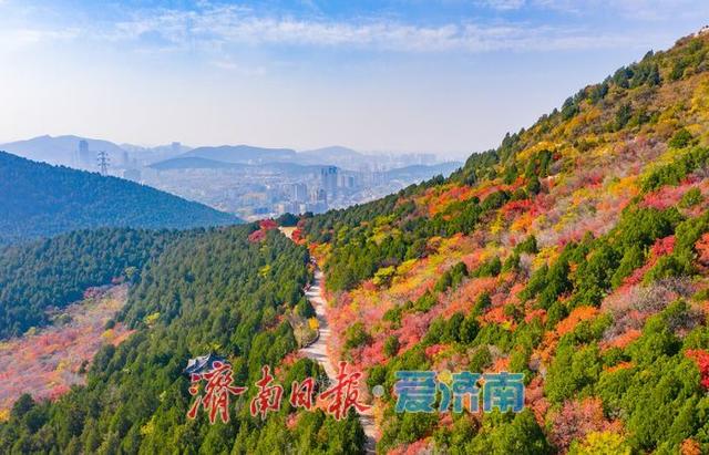 一年四季 泉在济南丨千佛山南坡红叶进入最佳观赏期，漫山尽披“秋日华服”！