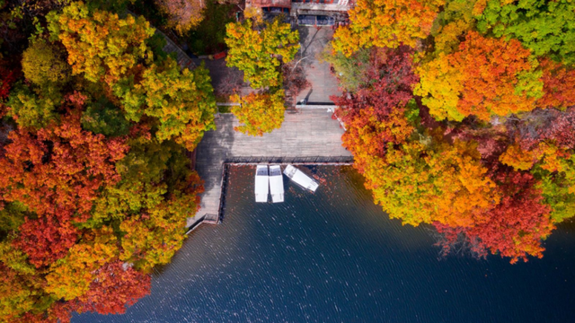 别再问了！洛阳秋色天花板，就藏在这里→