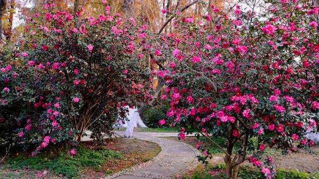 闭眼出片！武汉植物园茶梅进入最佳观赏期 这份浪漫攻略请收好