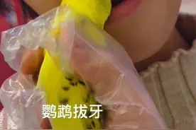 鹦鹉给孩子拔牙？网友提醒小心“鹦鹉热”，当事人：暂无任何不适图片