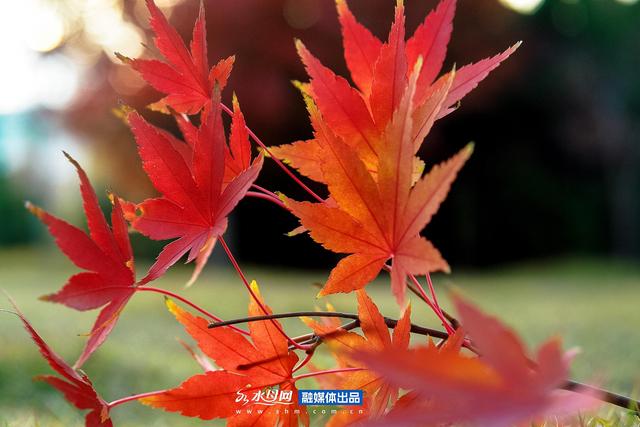 节气里的大美烟台｜霜降篇