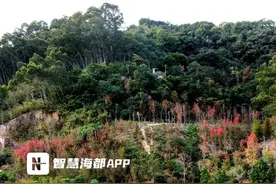 枫叶渐染，叠翠鎏金！福山郊野公园的红叶谷进入最佳观赏期图片