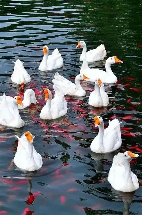 西安4大秋日水景天花板！美出新高度！