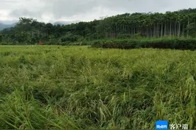 琼中：抢救山兰稻 农技人员指导农户开展生产自救图片