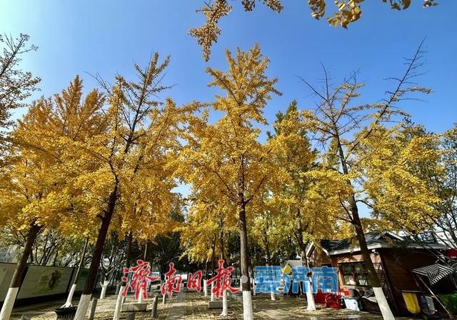 一年四季 泉在济南丨泉城秋色满目金