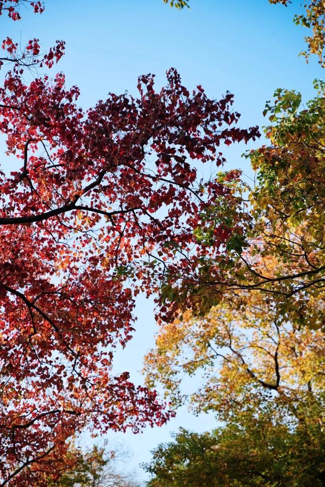 实况！武汉彩叶季来了，这些地方最出片