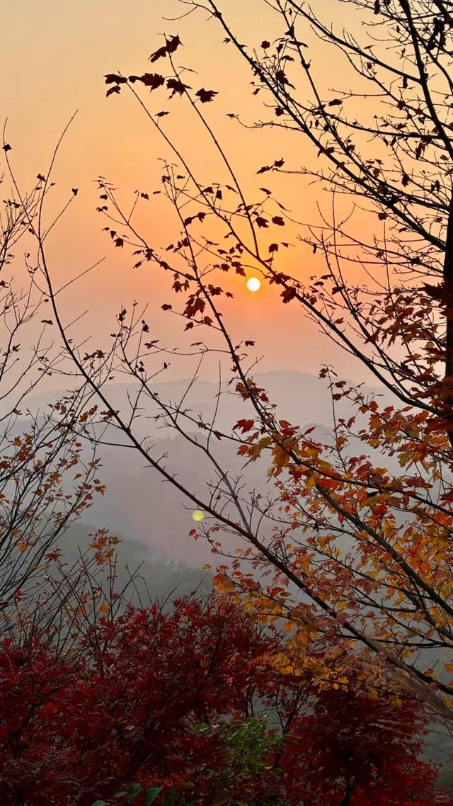 重庆秋色“天花板”火了！最快1小时飚拢！