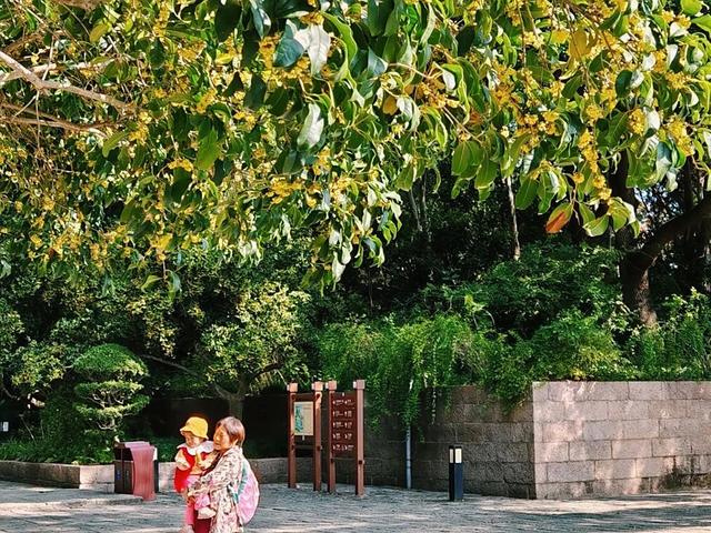 盼了好久的桂花，终于开了！