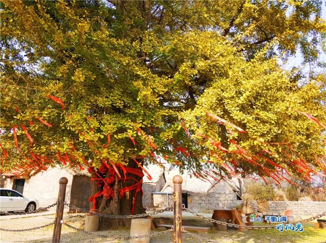 出发！抓住秋天的尾巴！威海“拾秋地图”上新啦