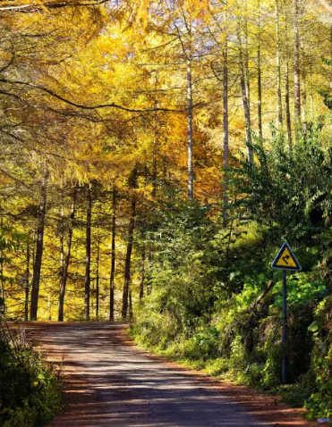 红红红了！红叶最佳观赏期已至！游玩安全记心中→