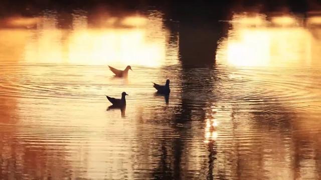 初冬滇池西岸白鱼口美景如画，群鸥戏水垂柳金黄