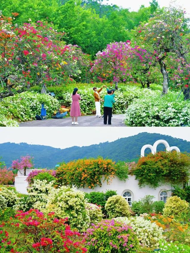 刷屏朋友圈！11月的浪漫被TA承包了，这场缤纷花事太治愈！