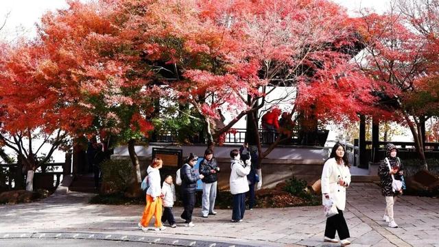 官宣：栖霞山进入最佳观赏期！