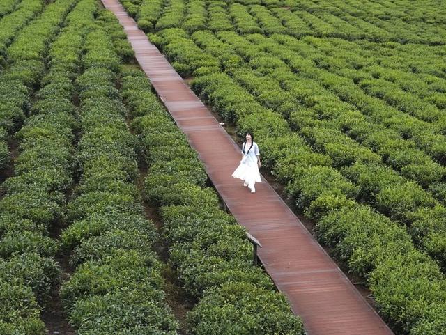 白沙喜提国家2A级旅游景区，陨石坑生态茶园+集市周末联动玩法请收藏！