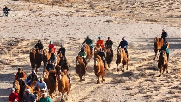 弘扬北疆文化丨燃爆冬日戈壁！150峰骆驼上演戈壁上的速度与激情