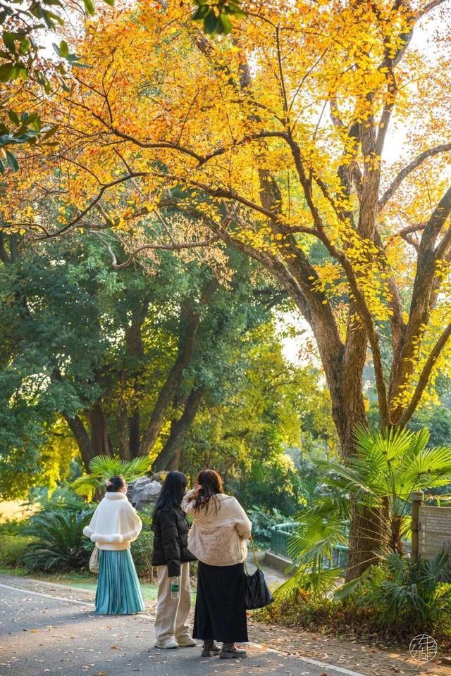 东湖冬日必打卡！观“雪”景、赏秋色、追落日！