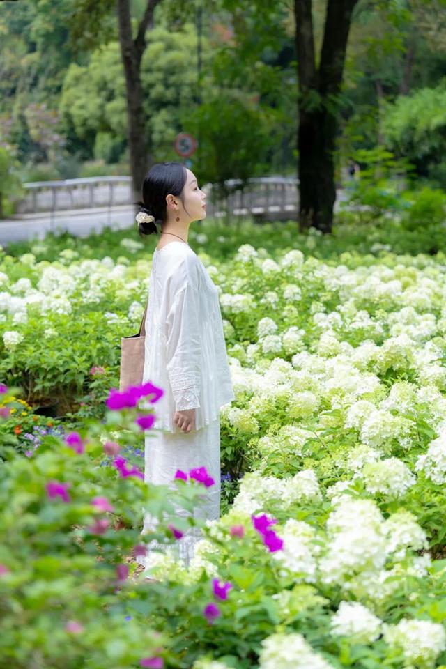 圆锥绣球+硫华菊盛放！植物园双花展上新！
