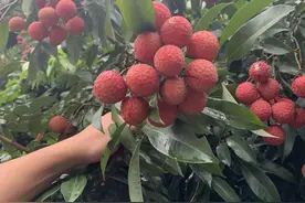 或成为“桂味”的替代？这种荔枝你吃过吗→图片