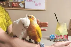 厦门的鸟咖火了！年轻人“带鸟聚会”成了社交新方式图片