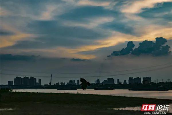 推窗何必远行？益阳十洲公园，坐收泼墨晚霞的天地馈赠