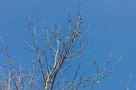 14.7℃！河北气温继续回升！后天雨雪+降温要来……图片