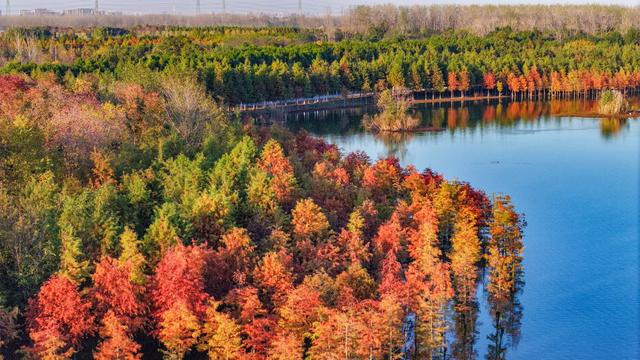 合肥滨湖国家森林公园千亩红杉林进入最佳观赏期