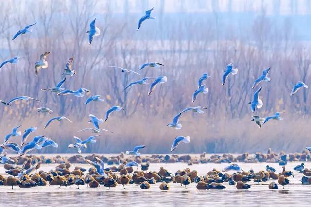 看候鸟北归，打开内蒙古的春天